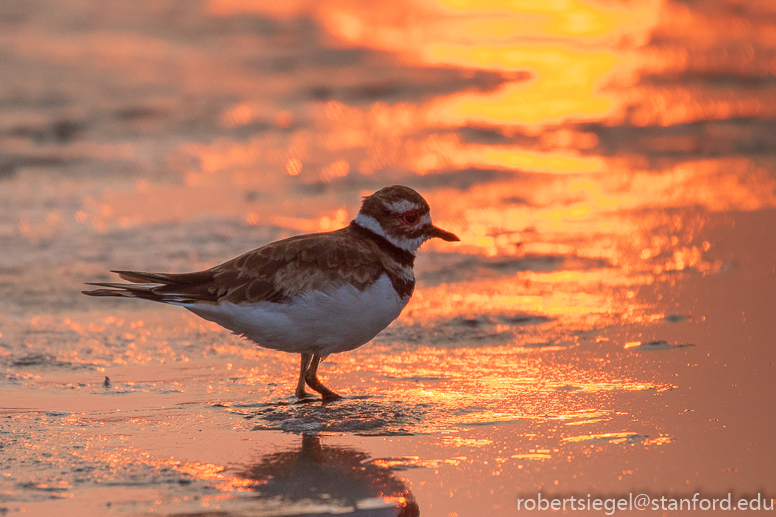 emily renzel wetlands